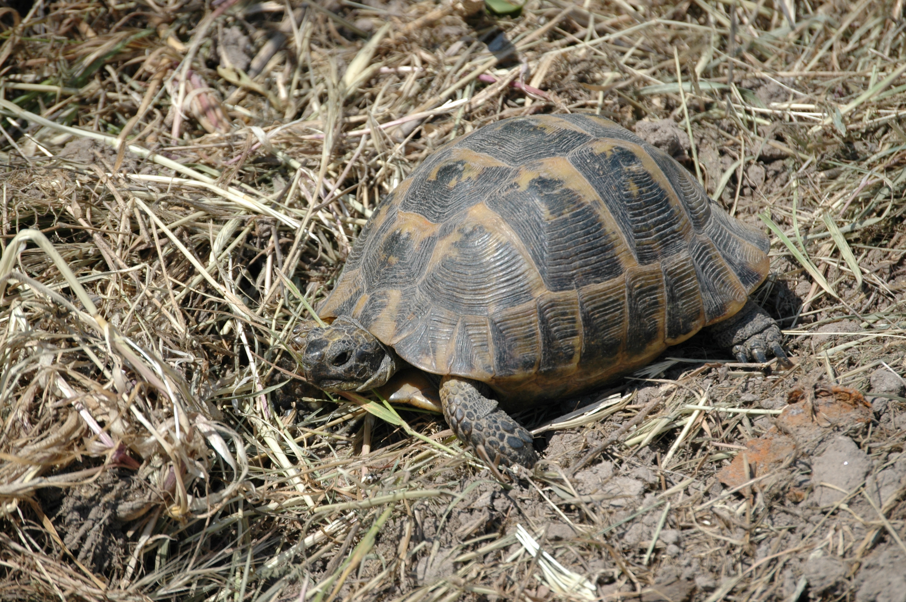photos/wildlife/Reptile_Species/Lesvos 2006 0181.JPG